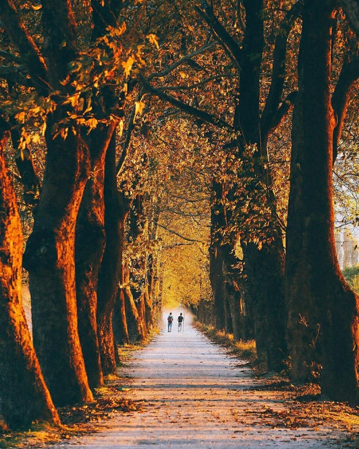trees