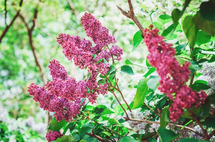 lilac