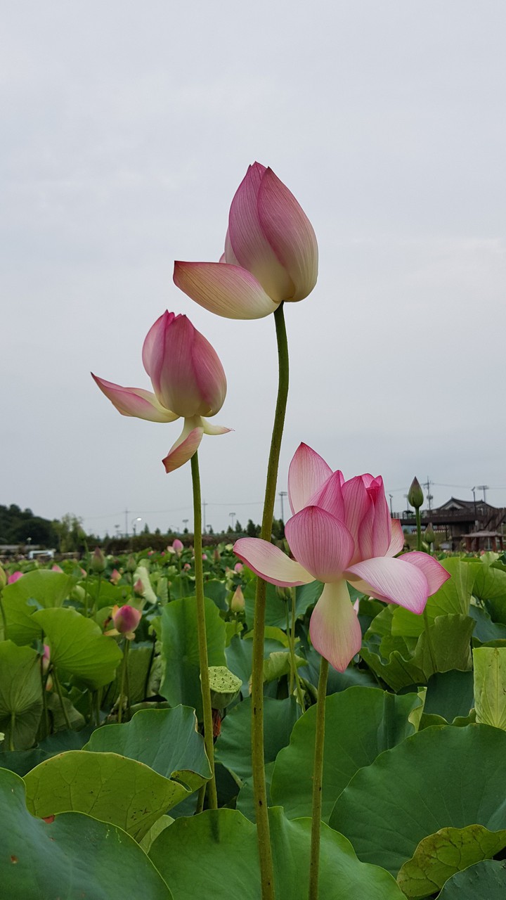 연꽃2