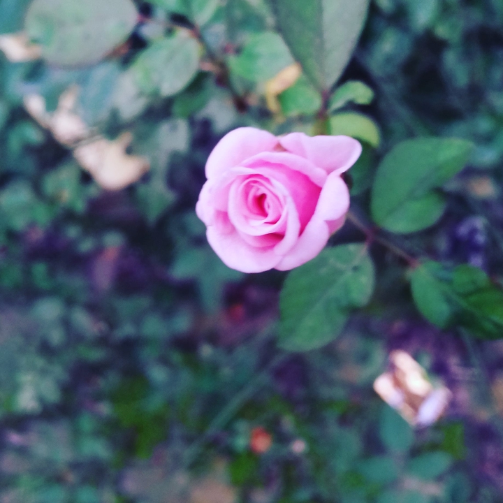 love