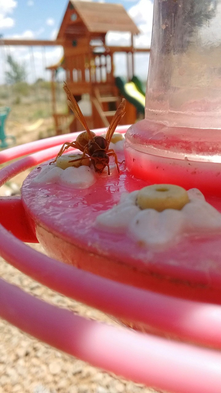 wasp
