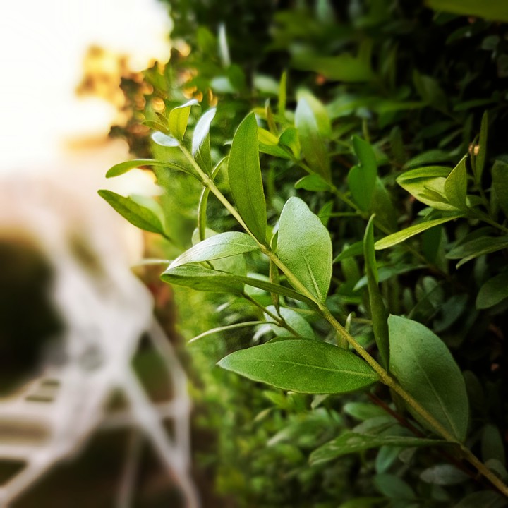 green leaves