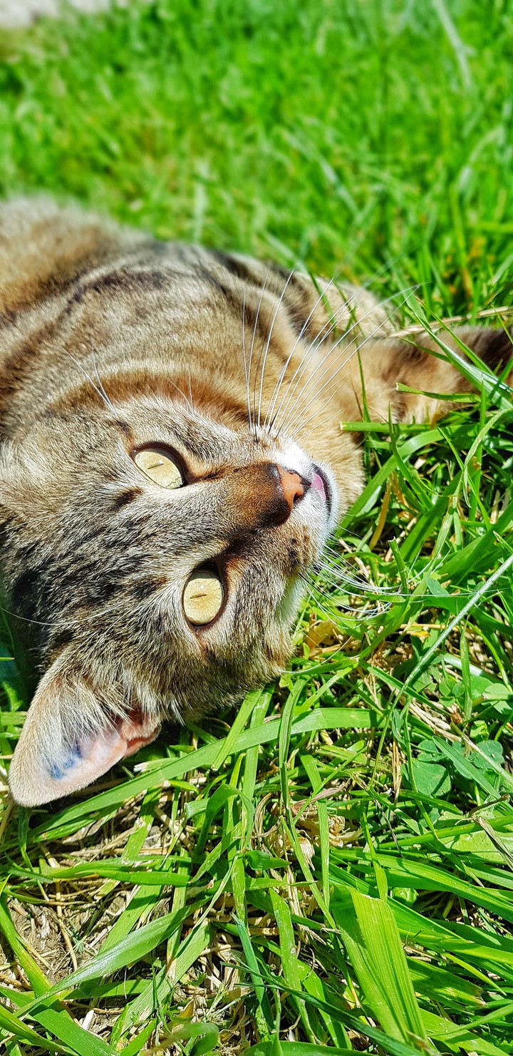chat mistigri
