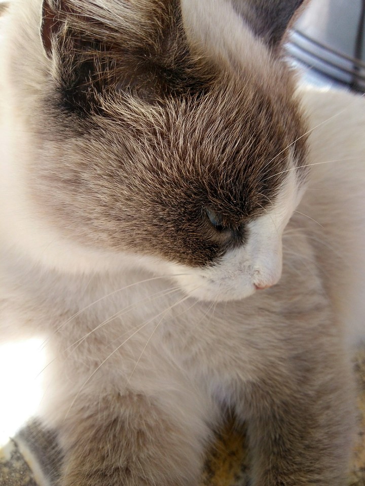bella