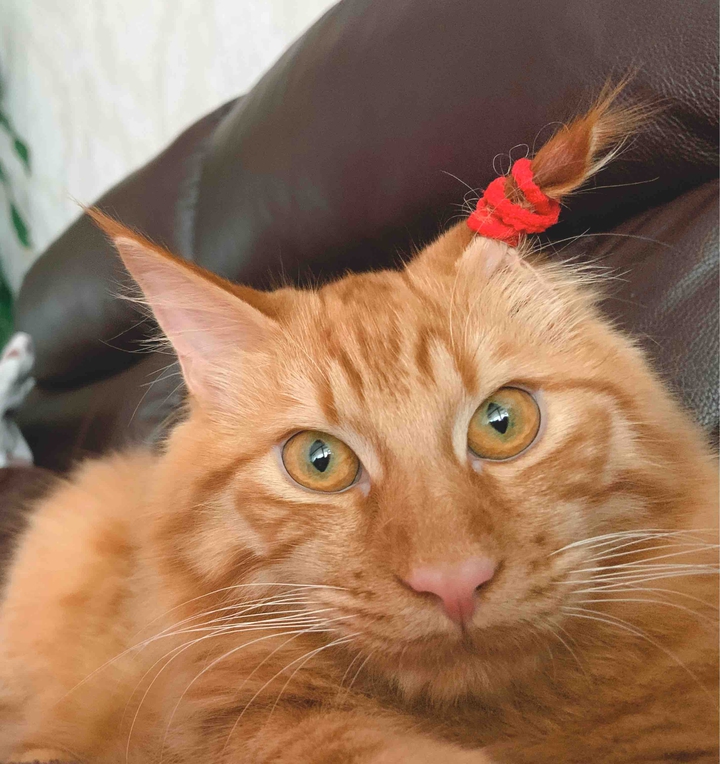 Simba