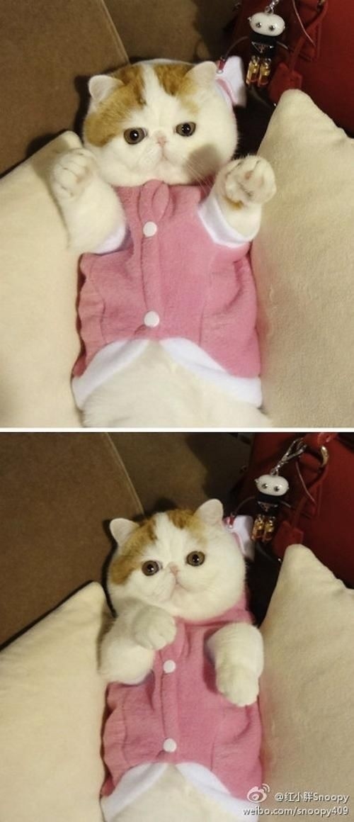 gatitos