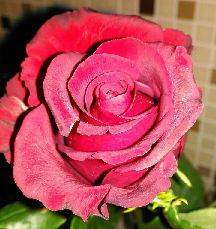 rose