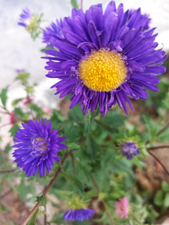 purple