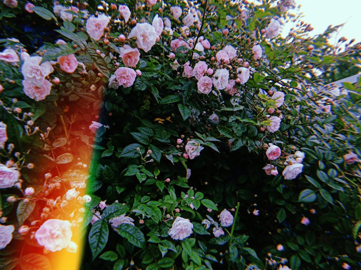 rose
