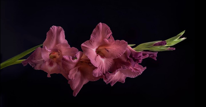 Gladiolus