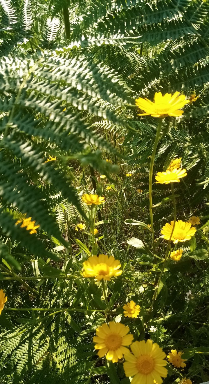 Flowers