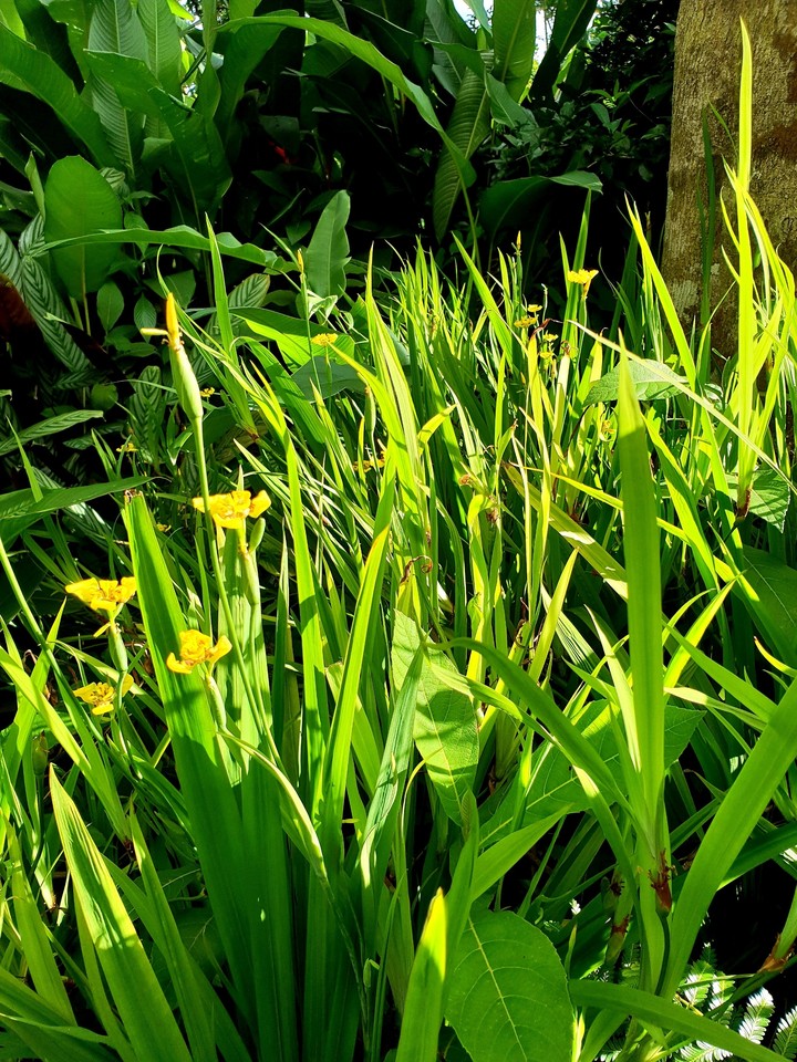Hautes herbes