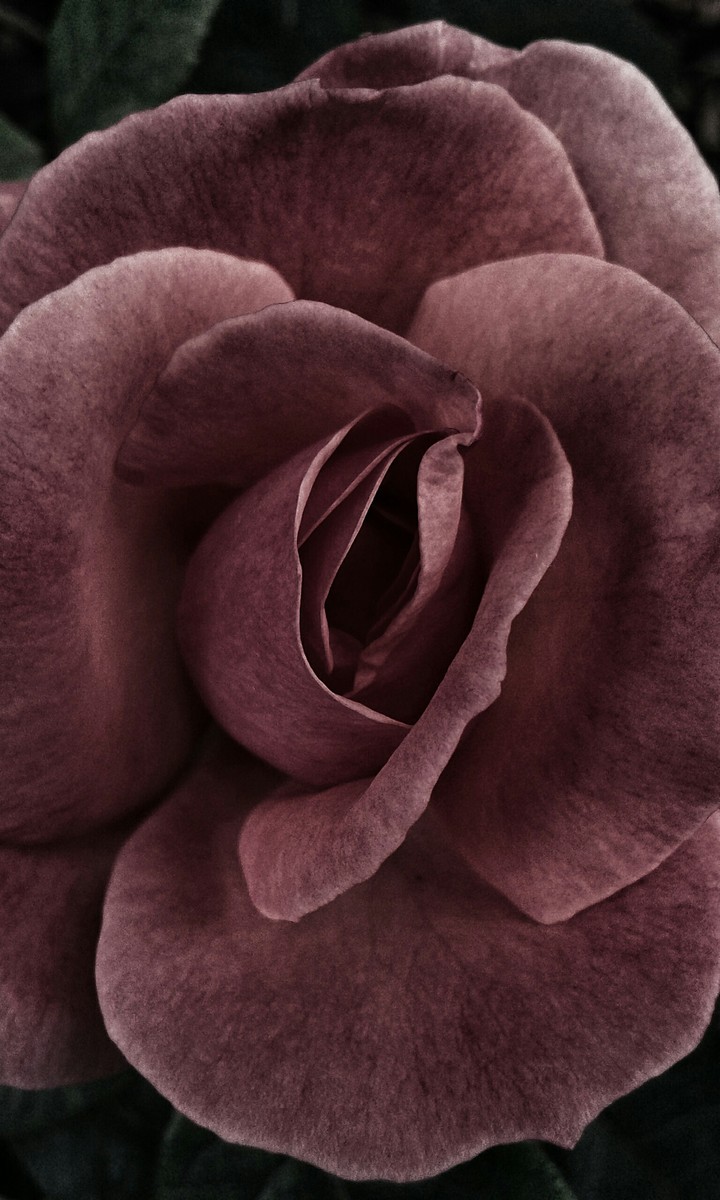 Rosa de cerca