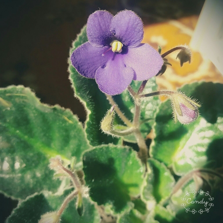 violete