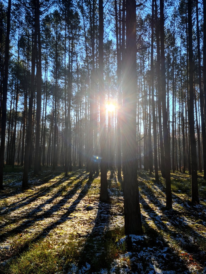 in the forest