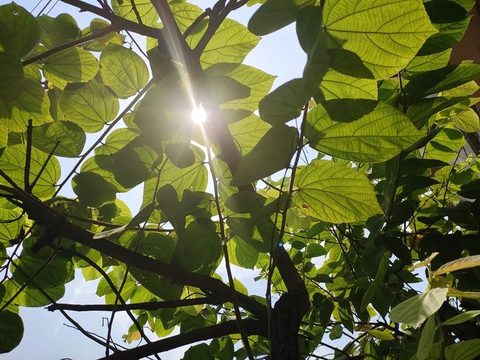 green is god