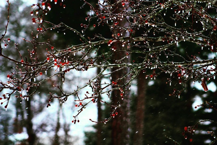 frozen