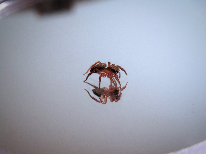 Spider mirroring it's self
