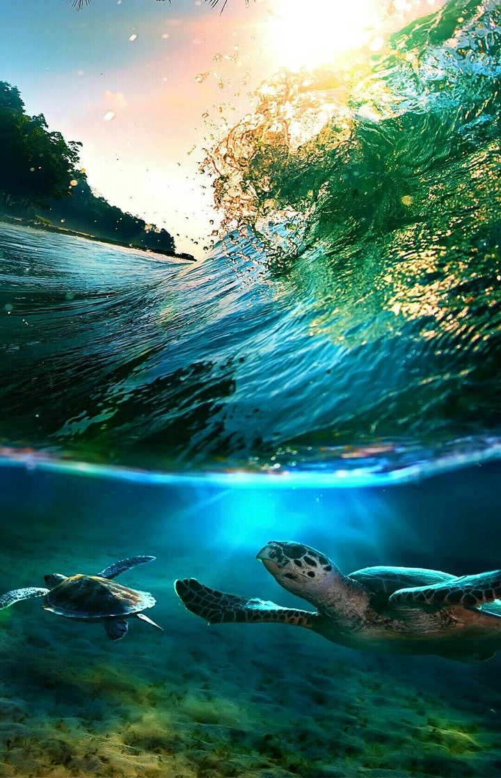 Tartarugas