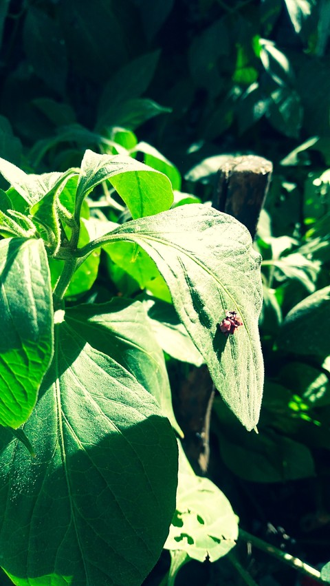 Hoja