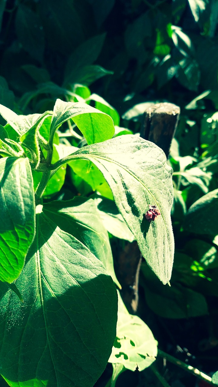 Hoja