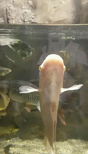 물고기,밥먹다