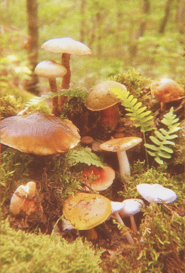 cottagecore aesthetic