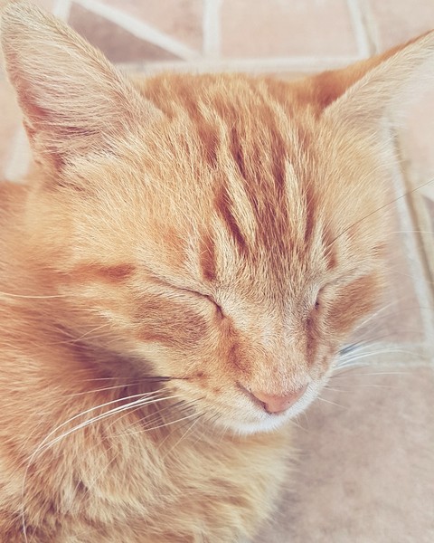 Lovly cat♡