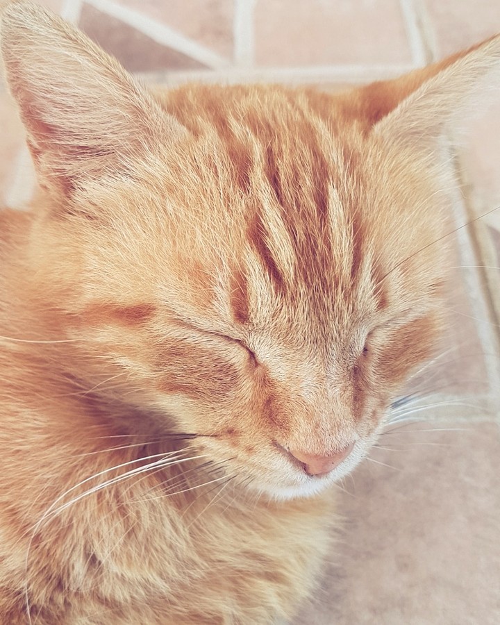 Lovly cat♡