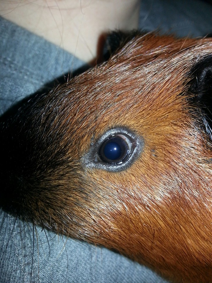 Guinea pig