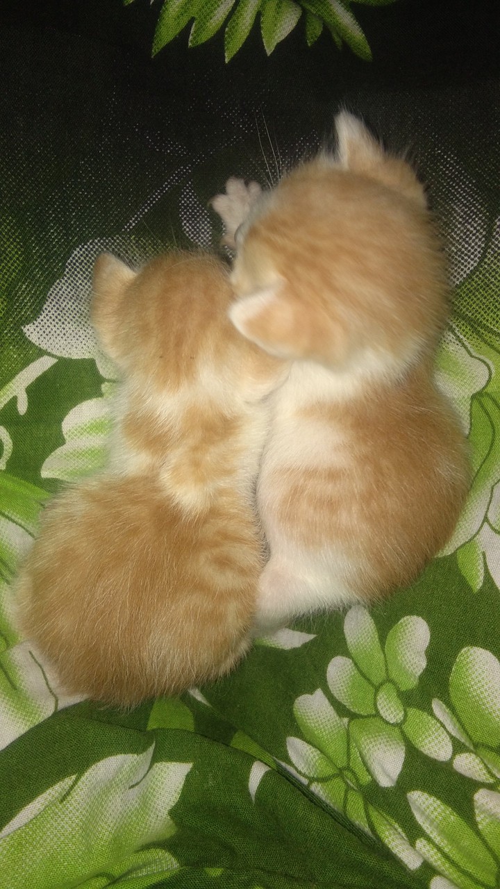 kittens