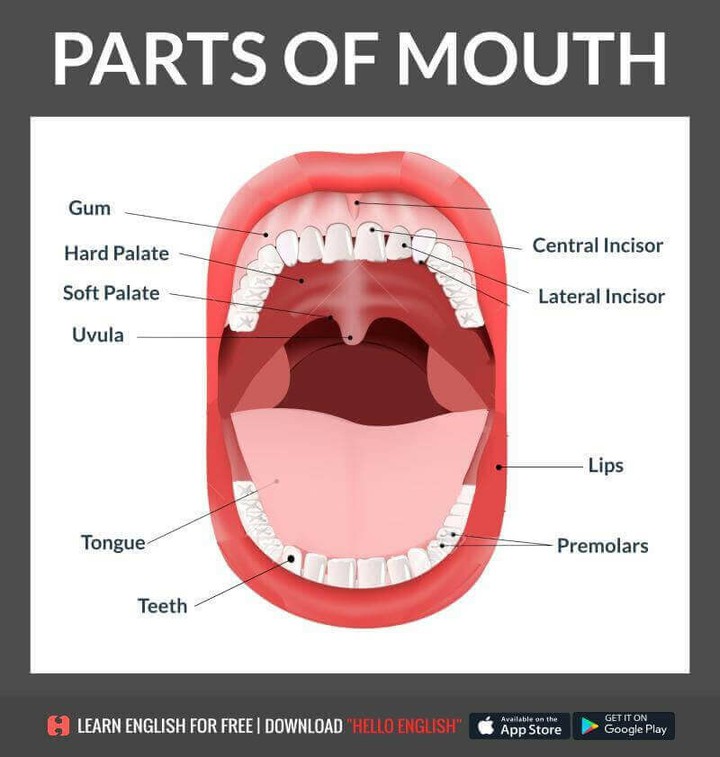 parts of mouth