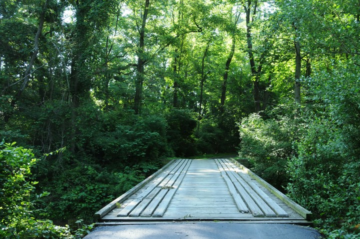 Forest Bridges