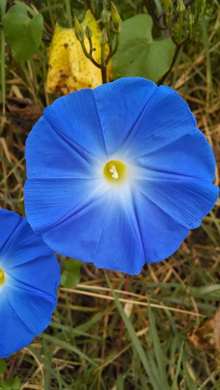 Belleza azul