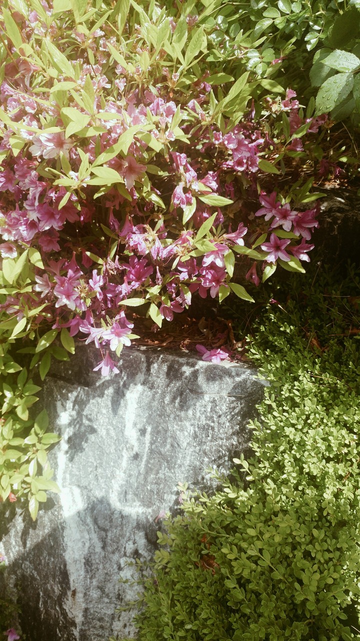 Flowers covered a rock.
