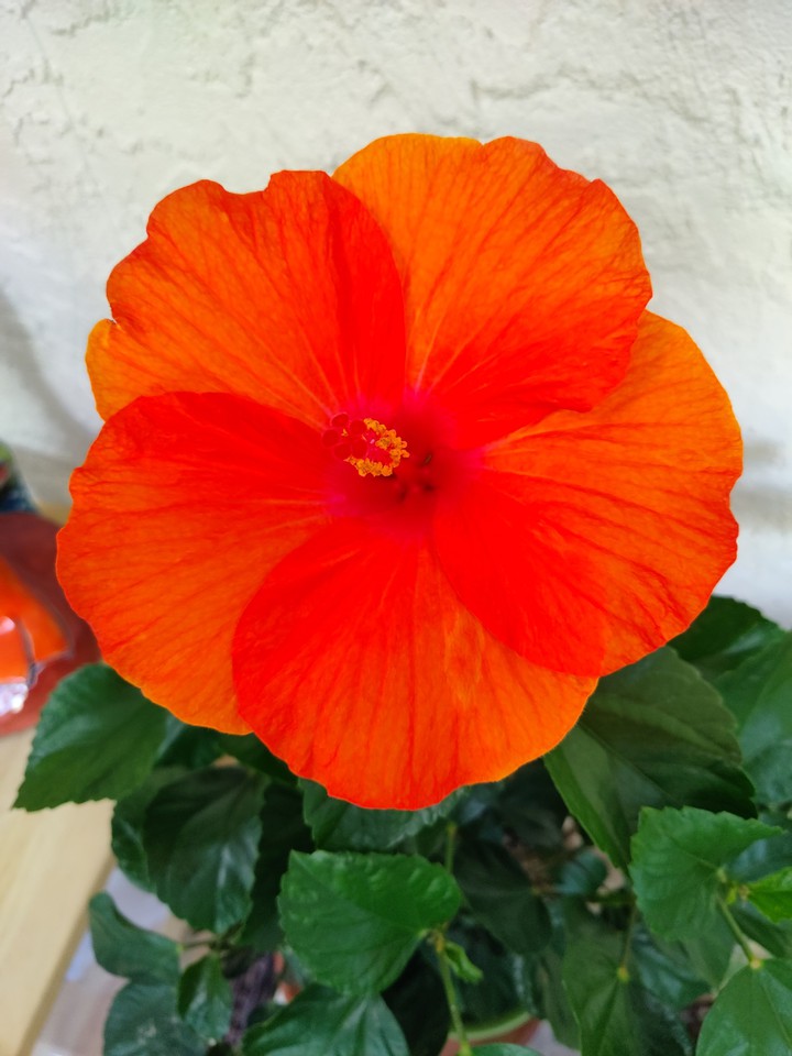 Hibiscus