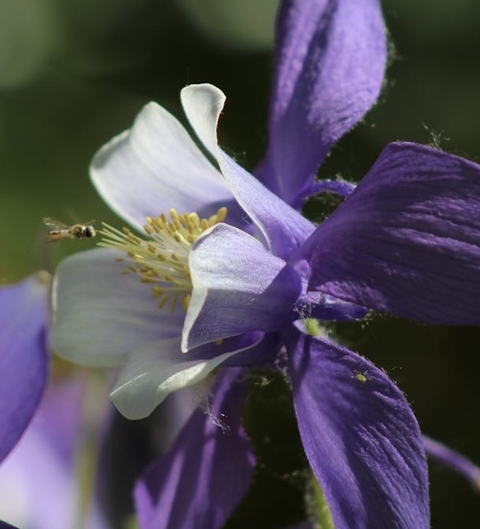 Columbine, Pollen duvar kağıtları