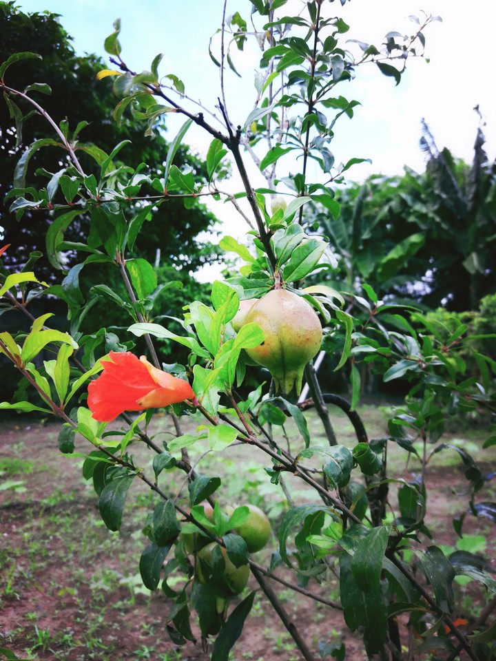flower fruit