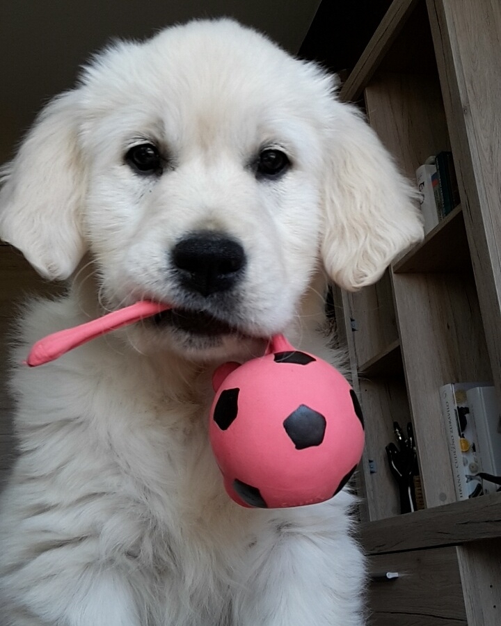 "Play with me hooman"