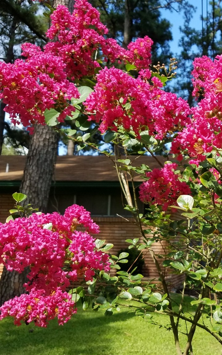 summer bloom