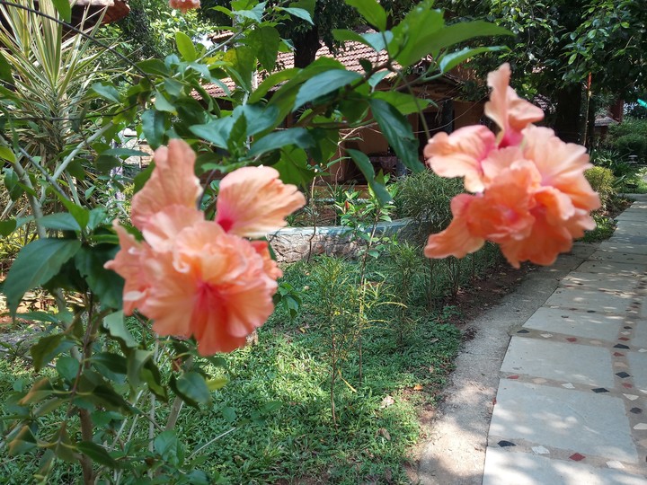 Hibiscus