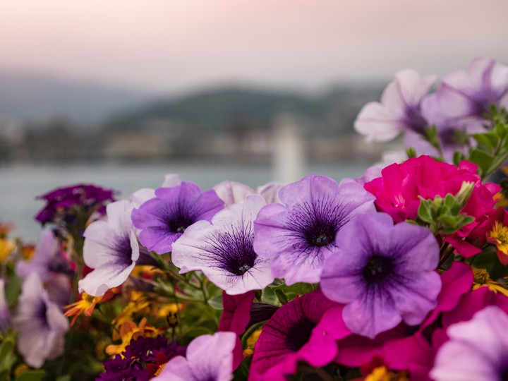 Petunia