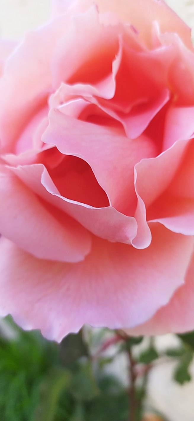 A Rose in a Backyard
