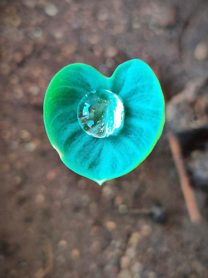 colocasia leaf..