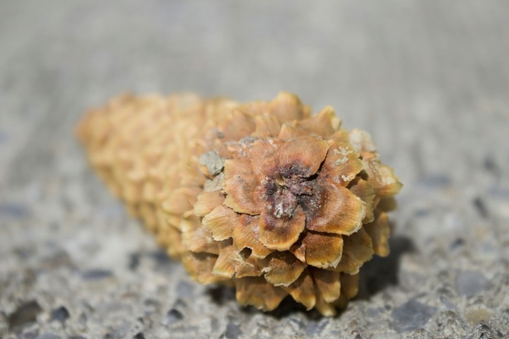 Dirty Pinecone