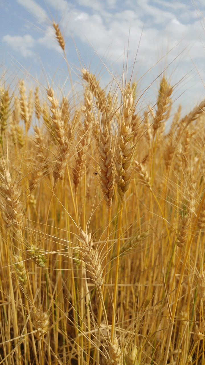 Gold Wheat