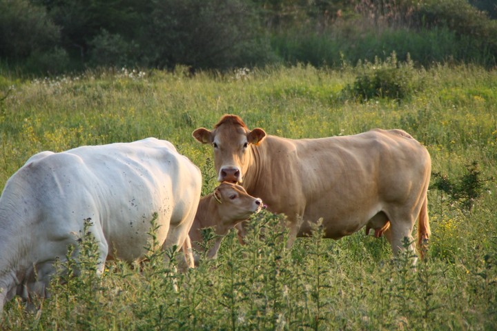 cows