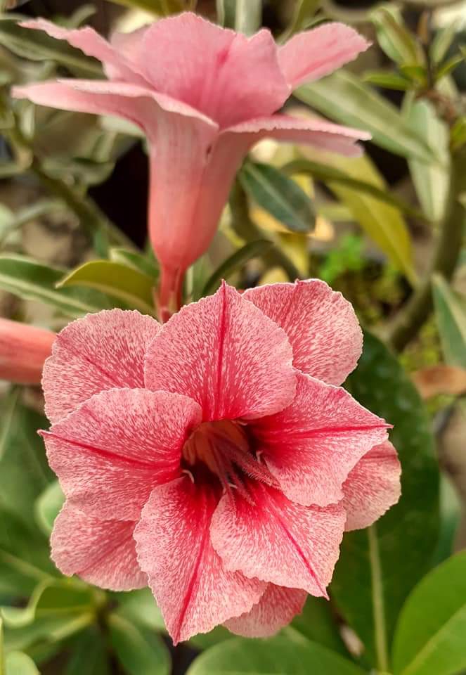 Adenium