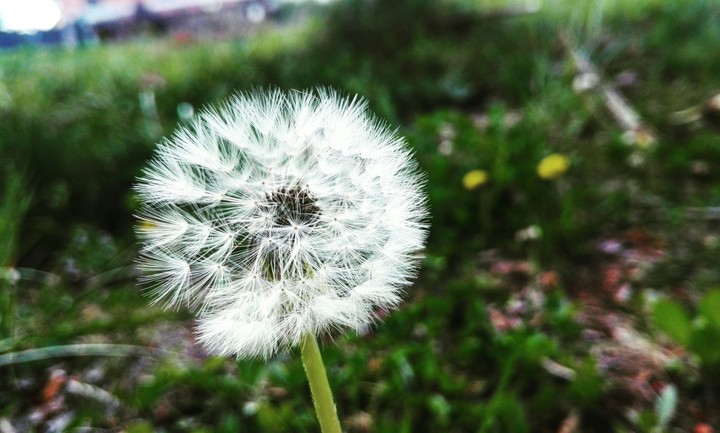 soffione