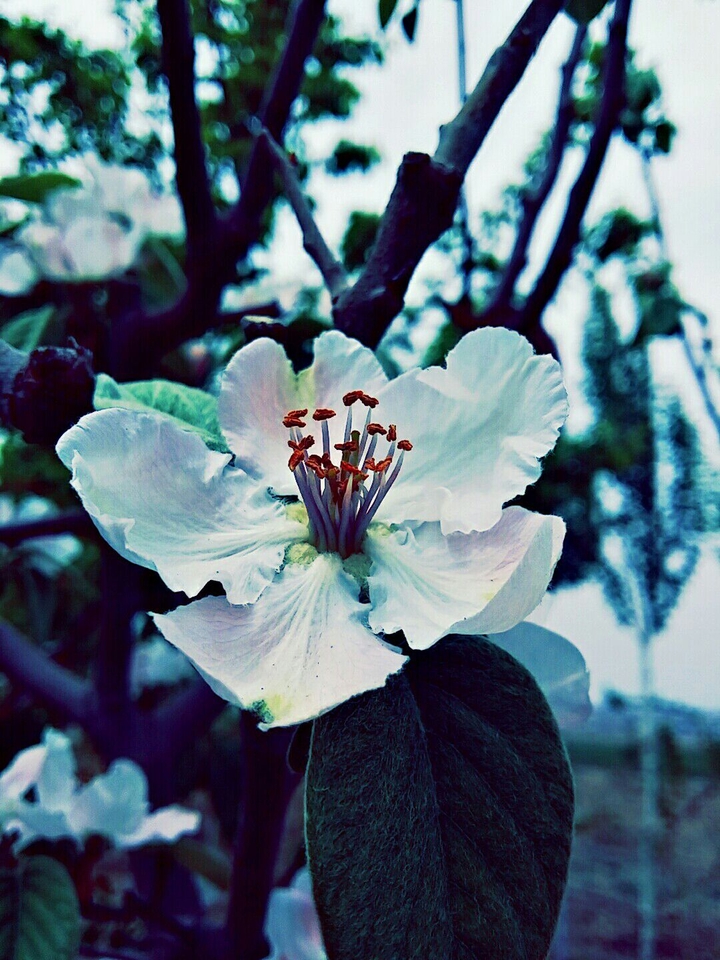 quince blossom